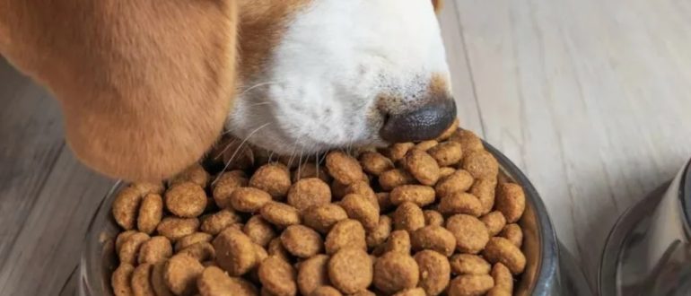 Пищевая ценность сухих кормов для собак